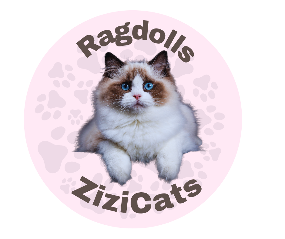 Gato Ragdoll no Brasil | RAGDOLLS GATIL ZIZICATS