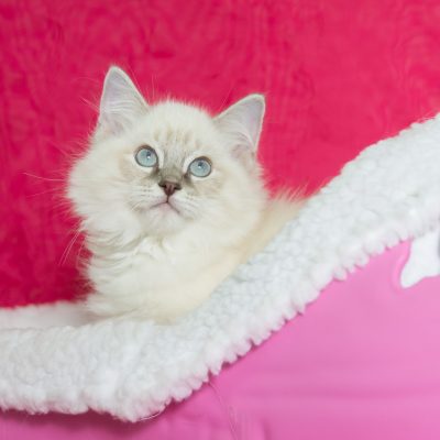 🐾 Ragdoll fêmea