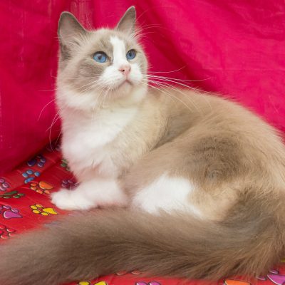 🐾 Ragdoll fêmea
