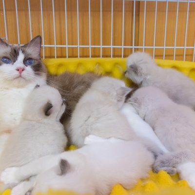 🐾 Ragdoll fêmea