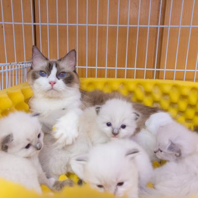 🐾 Ragdoll fêmea