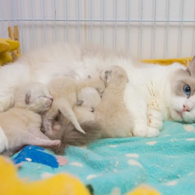 🐾 Ragdoll fêmea