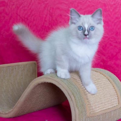 🐾 Ragdoll fêmea