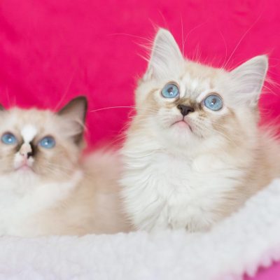 🐾 Ragdoll fêmea