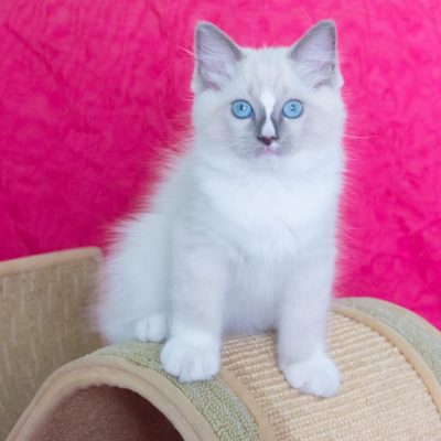 🐾 Ragdoll fêmea